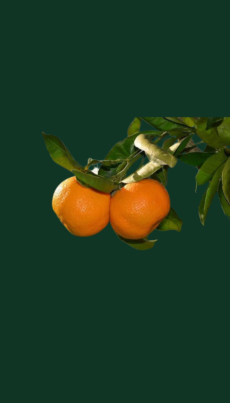 Mandarino